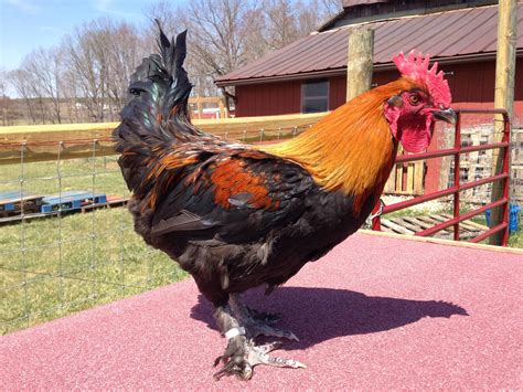 black rooster website